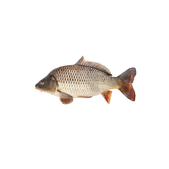 Poisson Carpe